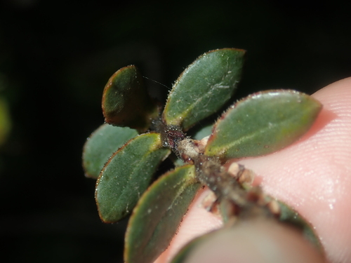 Image of Hypocalymma xanthopetalum by (c) Thomas Mesaglio, some rights reserved (CC BY)