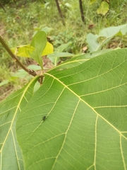 Formicidae