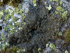 Phaeophyscia endococcina