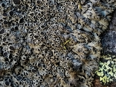 Phaeophyscia endococcina