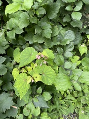 Begonia grandis