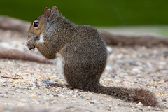 Sciurus carolinensis