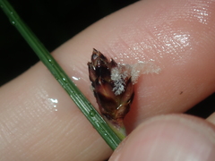 Ecdeiocolea monostachya