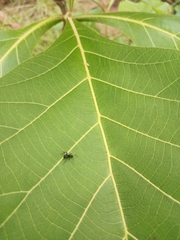 Formicidae