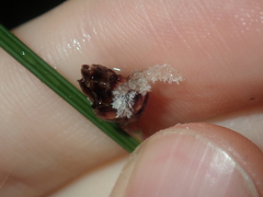 Ecdeiocolea monostachya