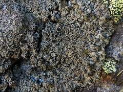 Phaeophyscia endococcina