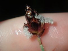 Ecdeiocolea monostachya