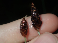 Ecdeiocolea monostachya