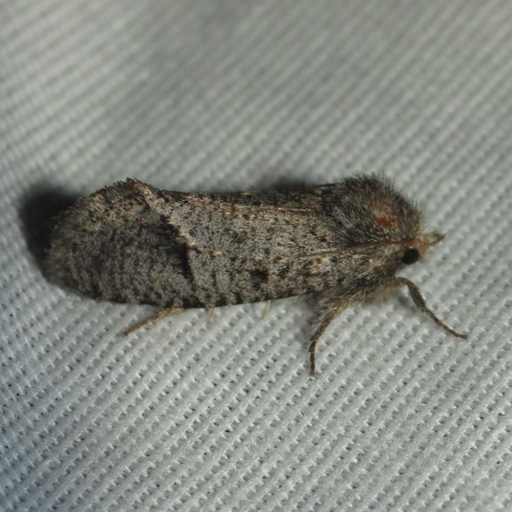 Acrolophus filicicornis