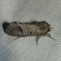 Acrolophus filicicornis
