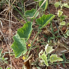 Cucumis maderaspatanus