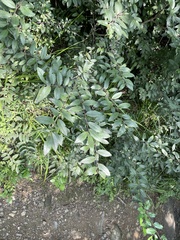 Hemiptelea davidii