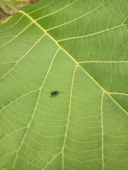 Formicidae