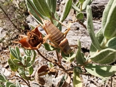 Ephippiger terrestris