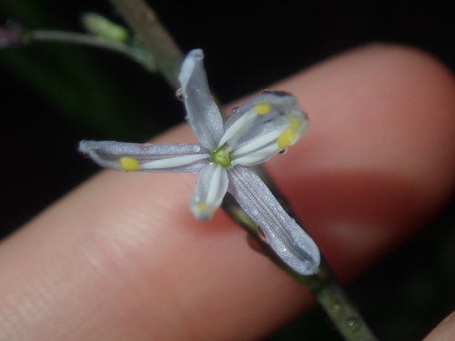 Image of Caesia micrantha by (c) Thomas Mesaglio, some rights reserved (CC BY)