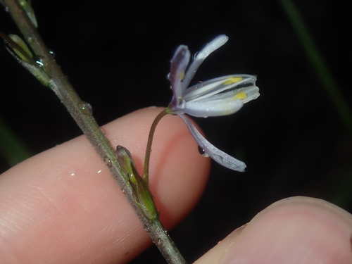Image of Caesia micrantha by (c) Thomas Mesaglio, some rights reserved (CC BY)