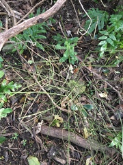 Carmichaelia australis