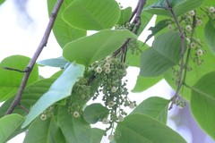 Diospyros ehretioides