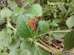 Pyrausta aurata
