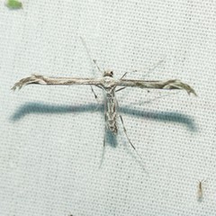 Oidaematophorus phaceliae