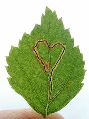 Stigmella confusella