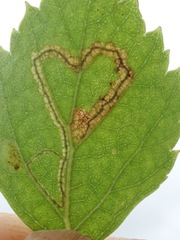 Stigmella confusella