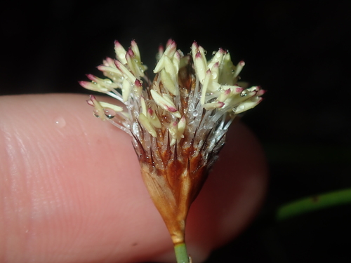 Image of bristle-headed chaff rush by (c) Thomas Mesaglio, some rights reserved (CC BY)