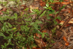 Zieria scopulus