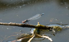 Erythromma viridulum