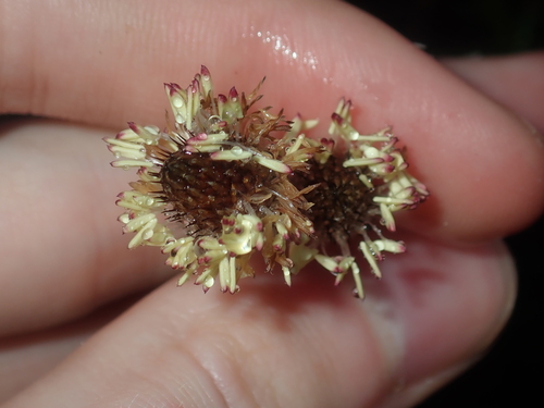 Image of Lepidobolus chaetocephalus by (c) Thomas Mesaglio, some rights reserved (CC BY)