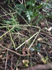 Carmichaelia australis