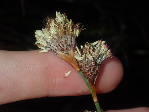 bristle-headed chaff rush (Lepidobolus chaetocephalus)