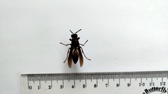 Vespa affinis