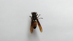 Vespa affinis