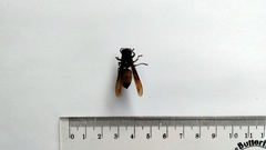 Polistes tenebricosus