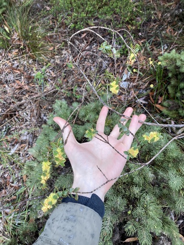 Image of Hypocalymma xanthopetalum by (c) Thomas Mesaglio, some rights reserved (CC BY)