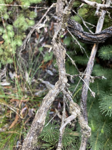 Image of Hypocalymma xanthopetalum by (c) Thomas Mesaglio, some rights reserved (CC BY)