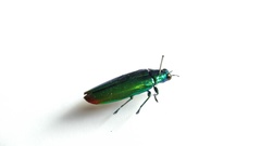 Chrysochroa fulminans