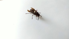Polistes tenebricosus