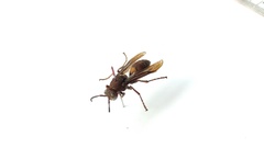 Polistes tenebricosus