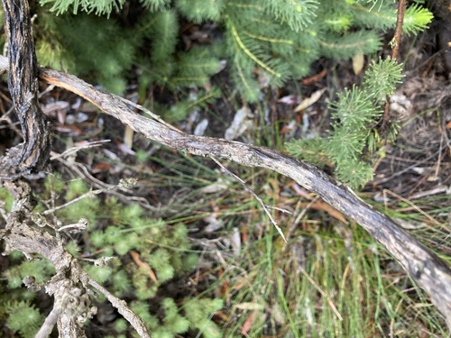 Image of Hypocalymma xanthopetalum by (c) Thomas Mesaglio, some rights reserved (CC BY)