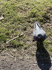 Columba livia domestica