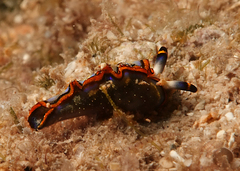 Thuridilla indopacifica