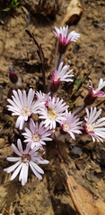 Gerbera viridifolia