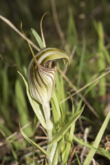 Pterostylis hamiltonii