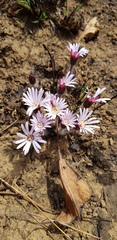 Gerbera viridifolia