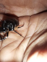 Onthophagus ferox