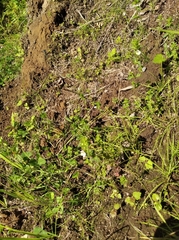 Euphrasia maximowiczii