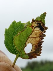 Phylloporia bistrigella