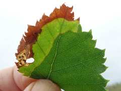 Phylloporia bistrigella